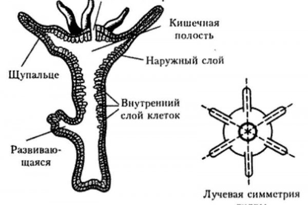 BlackSprutruzxpnew4af onion com сайт